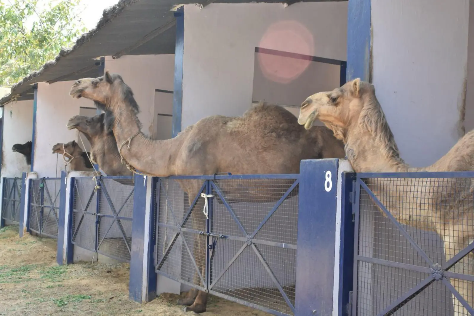 CAMEL RESCUE CENTRE IN BASSI STANDS AS A SHINING EXAMPLE OF CAMEL WELFARE